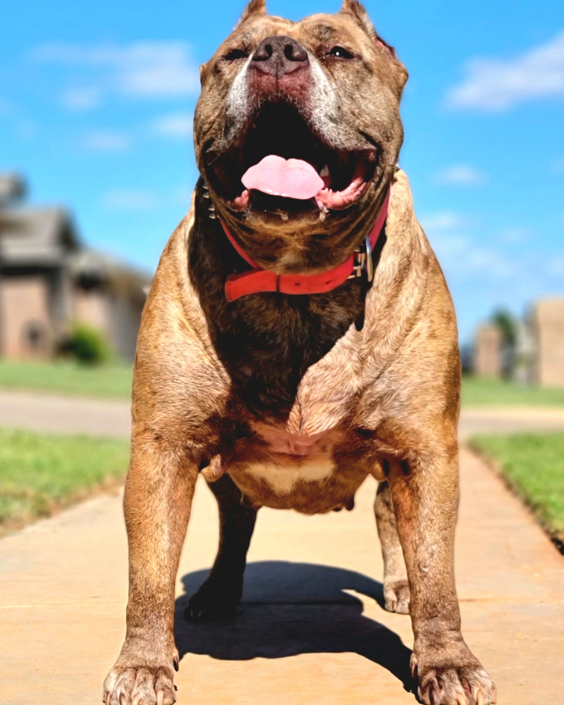 Dog Featured Image