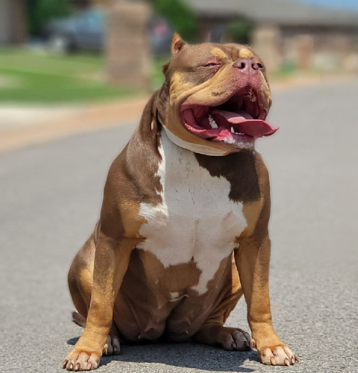 Dog Featured Image