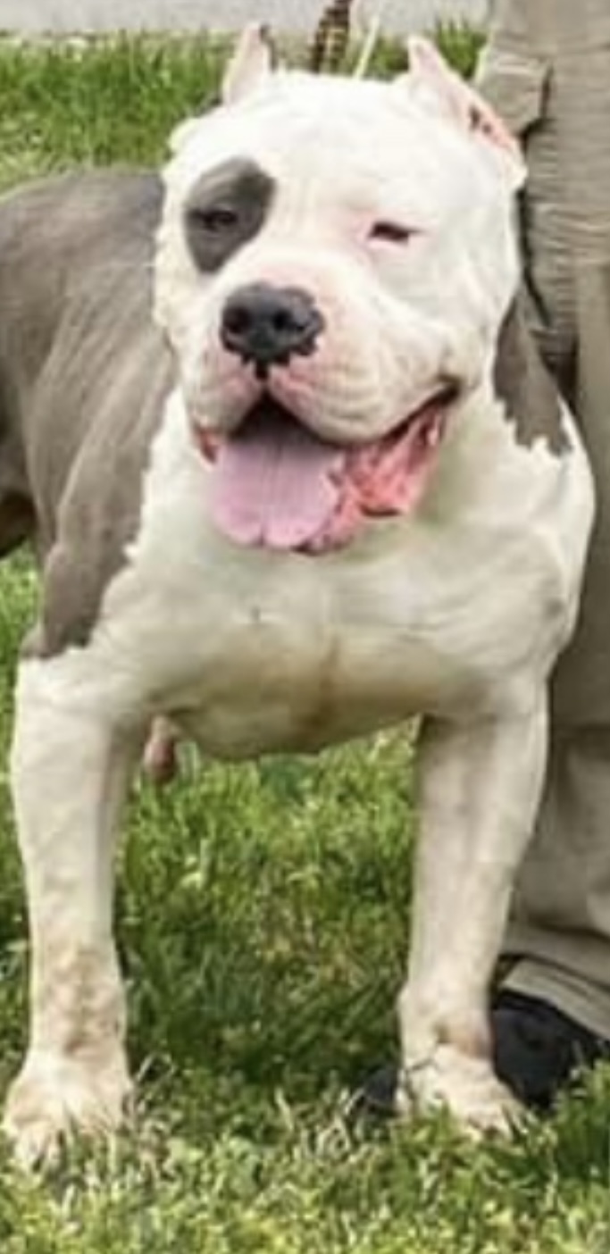 Dog Featured Image