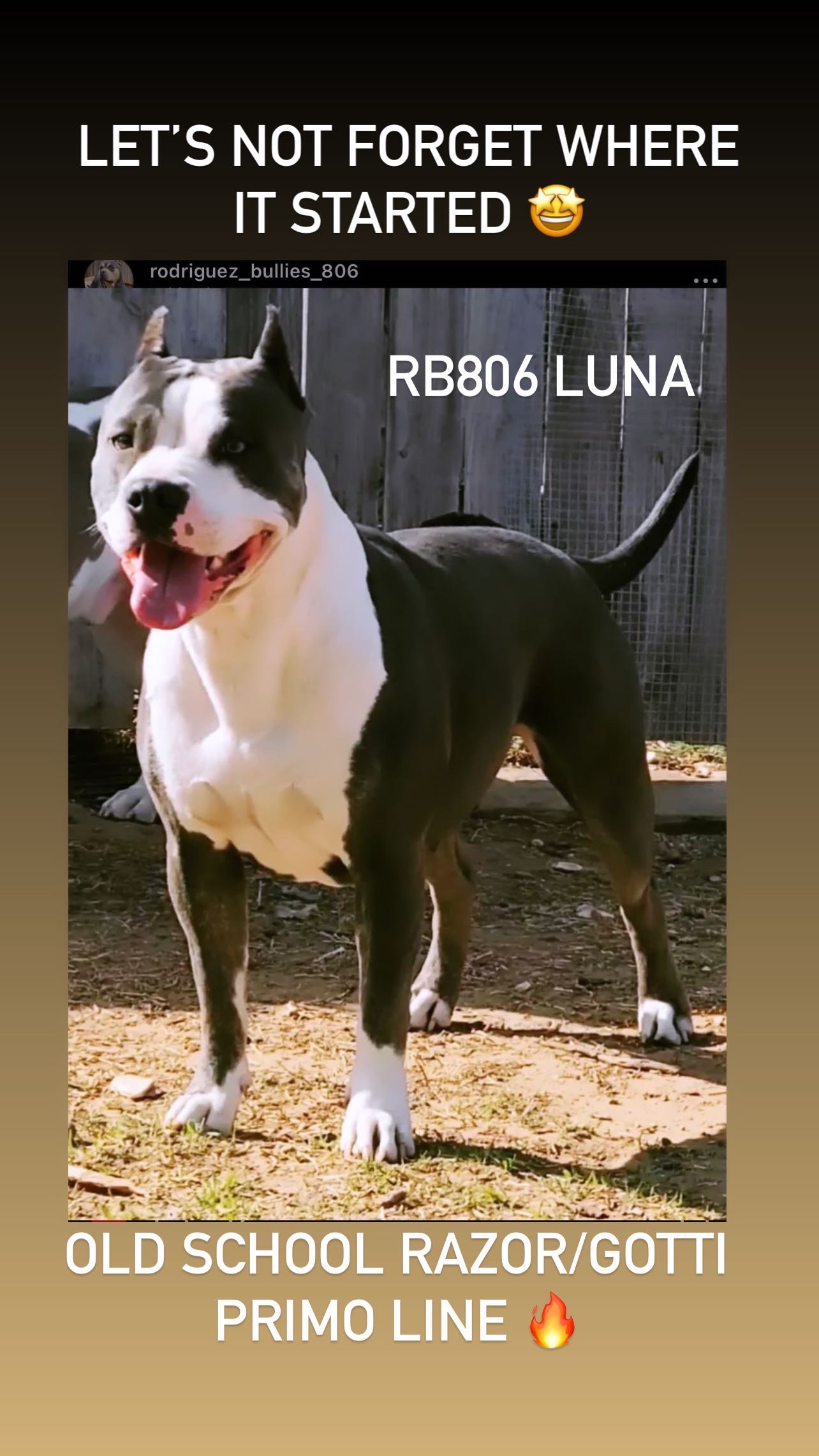 Dog Featured Image