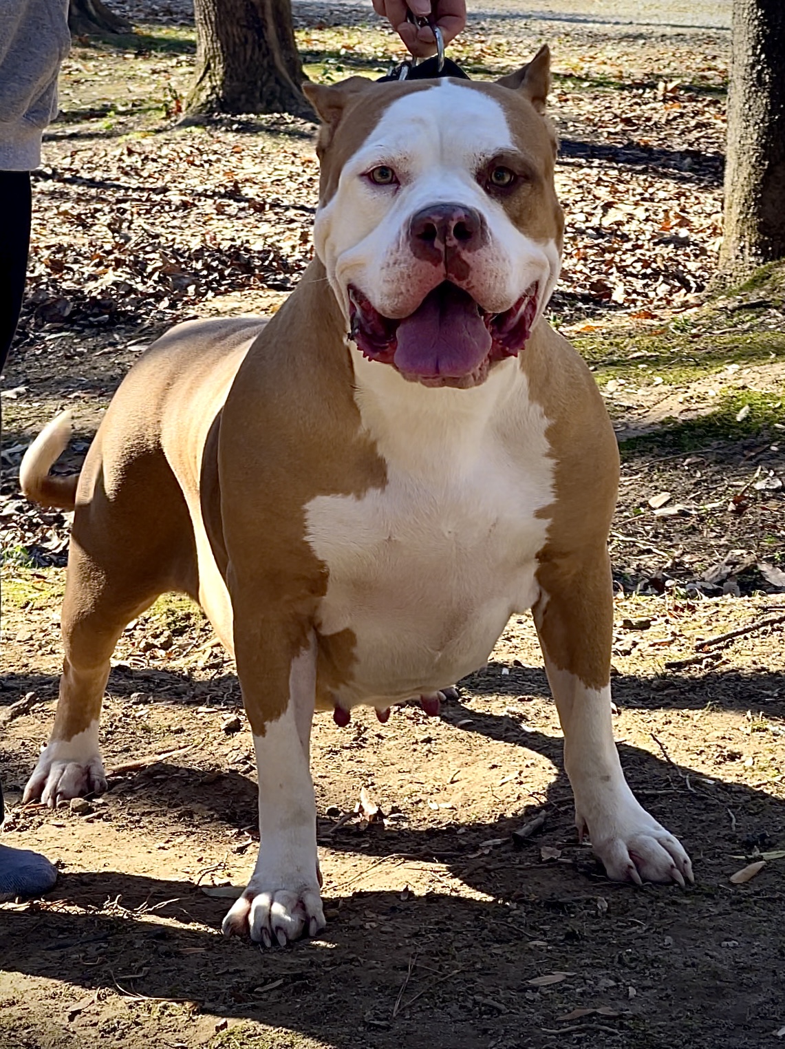 Dog Featured Image