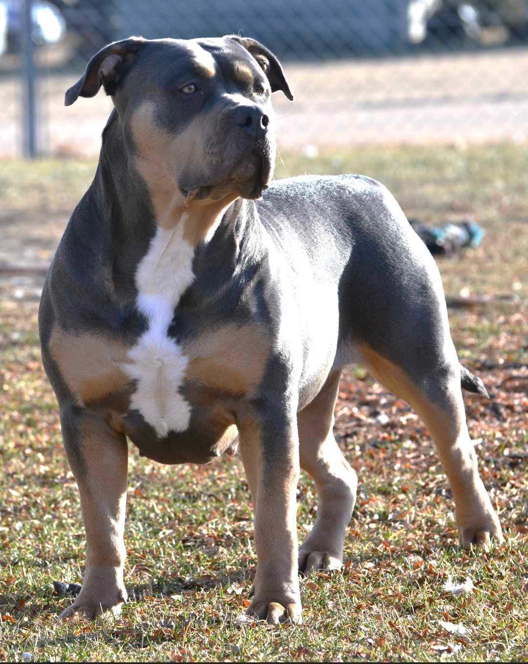 Dog Featured Image