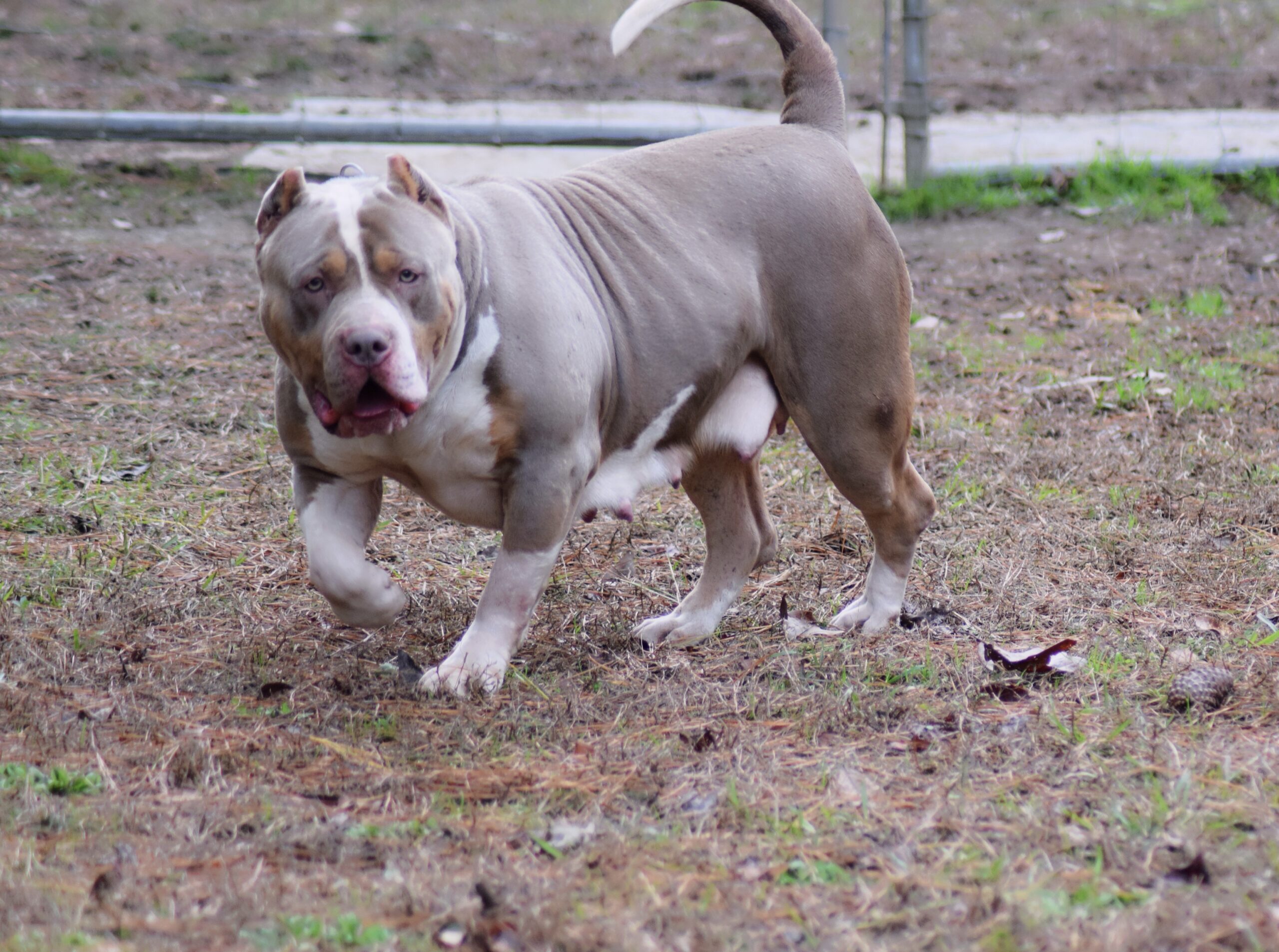 Dog Featured Image