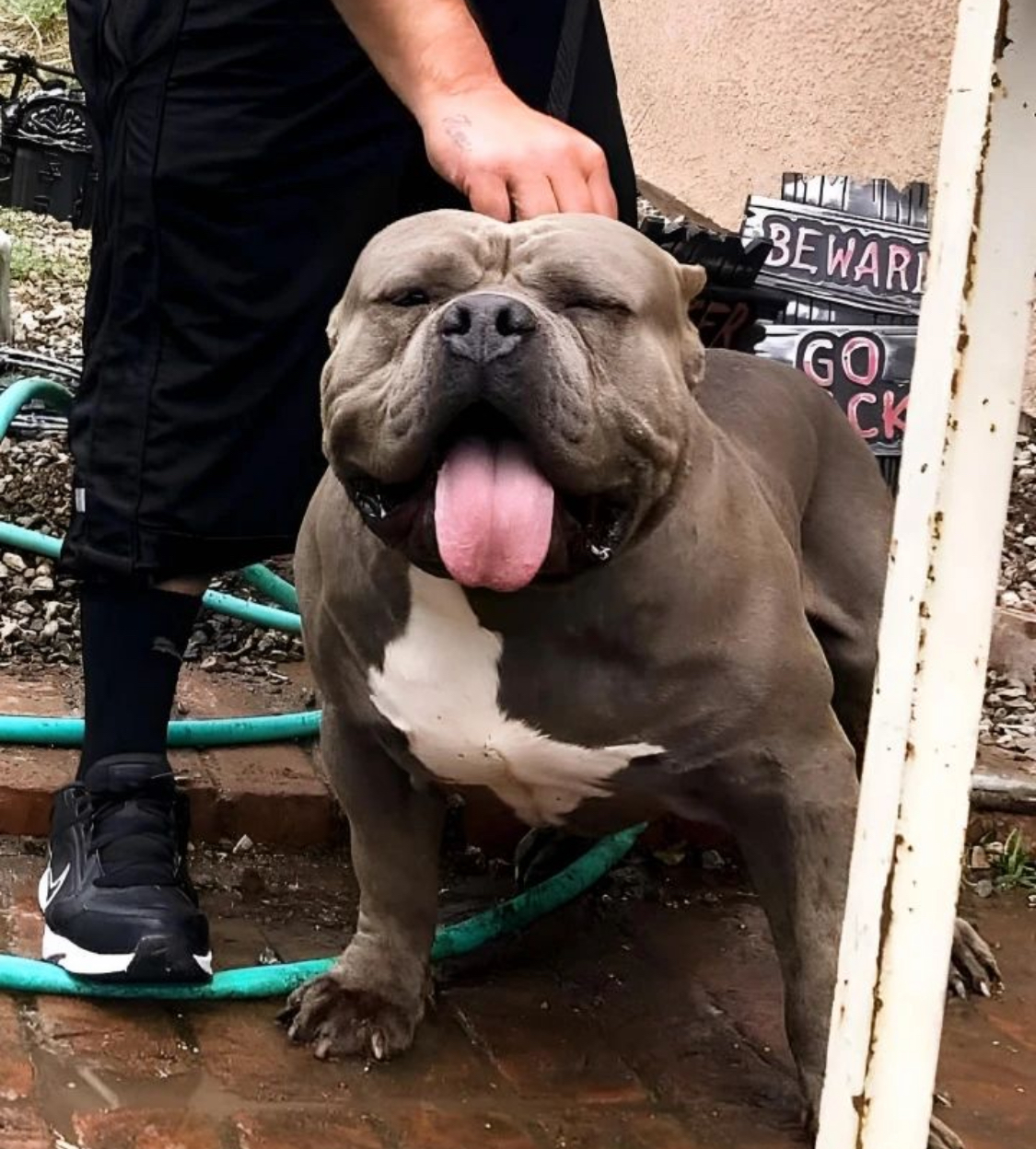 Dog Featured Image