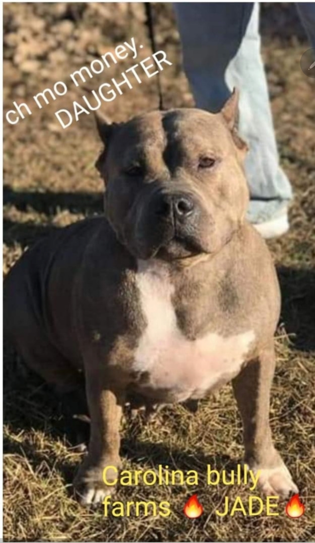 Dog Featured Image