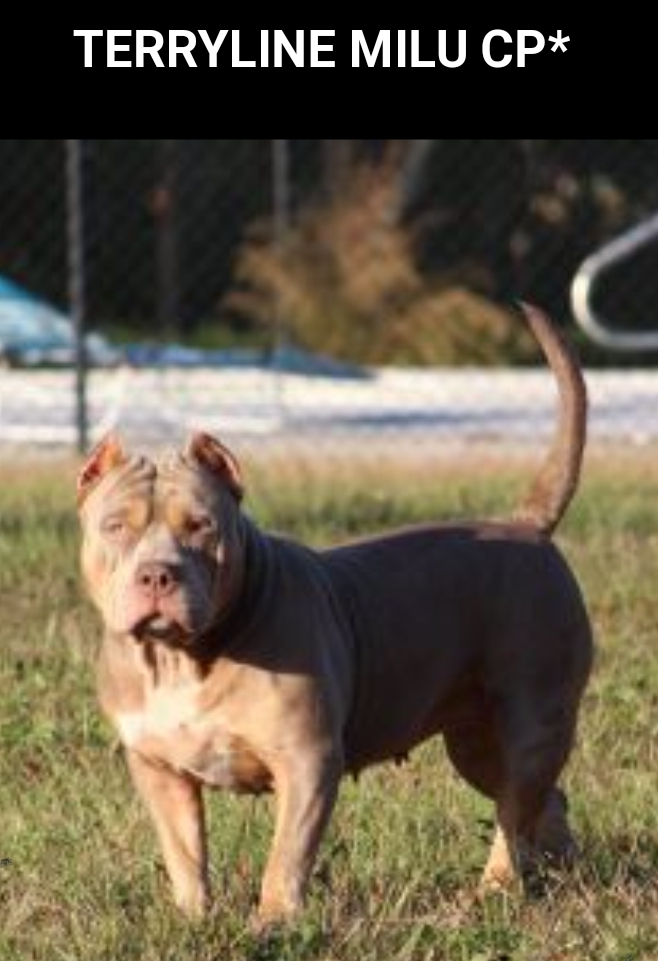 Dog Featured Image