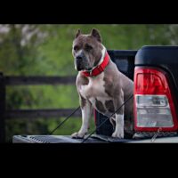 Dog Featured Image