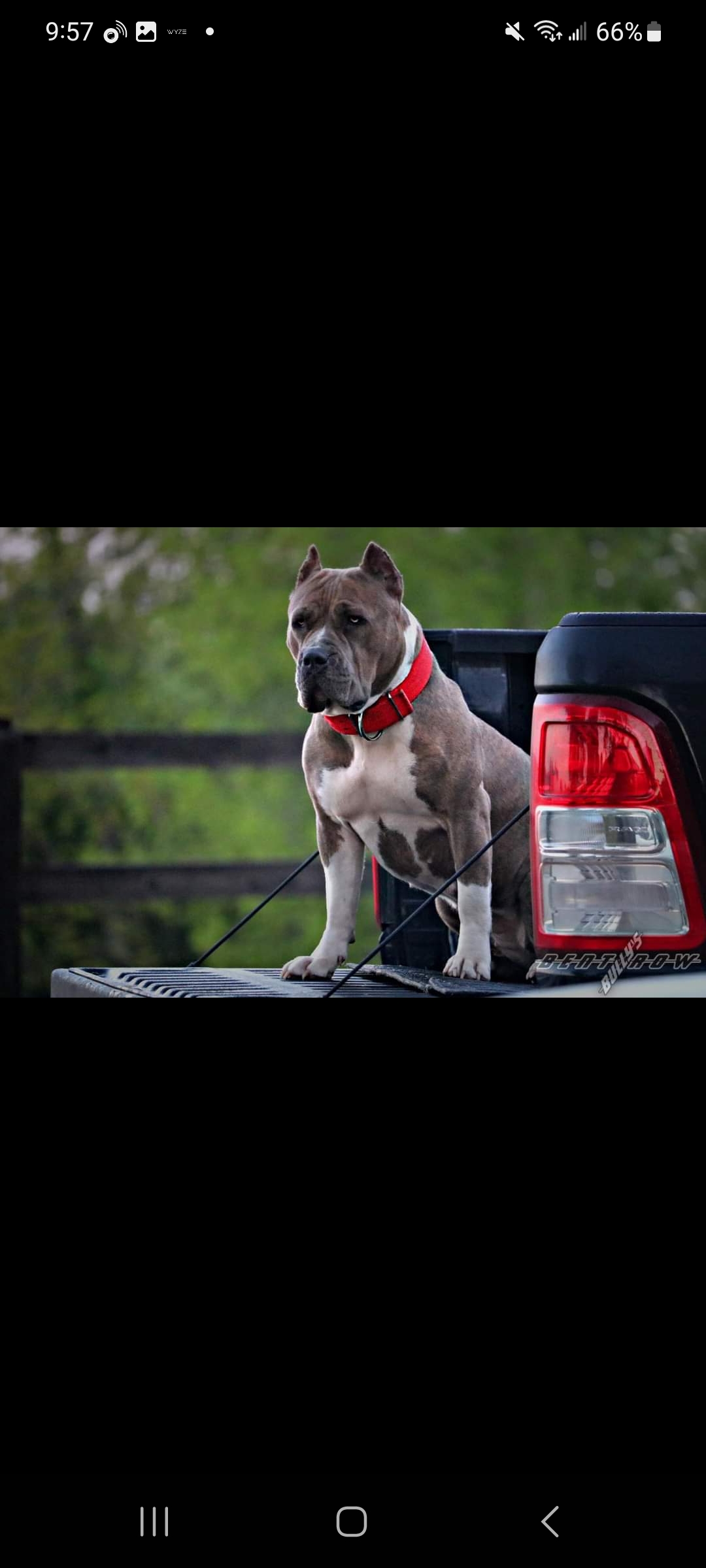 Dog Featured Image