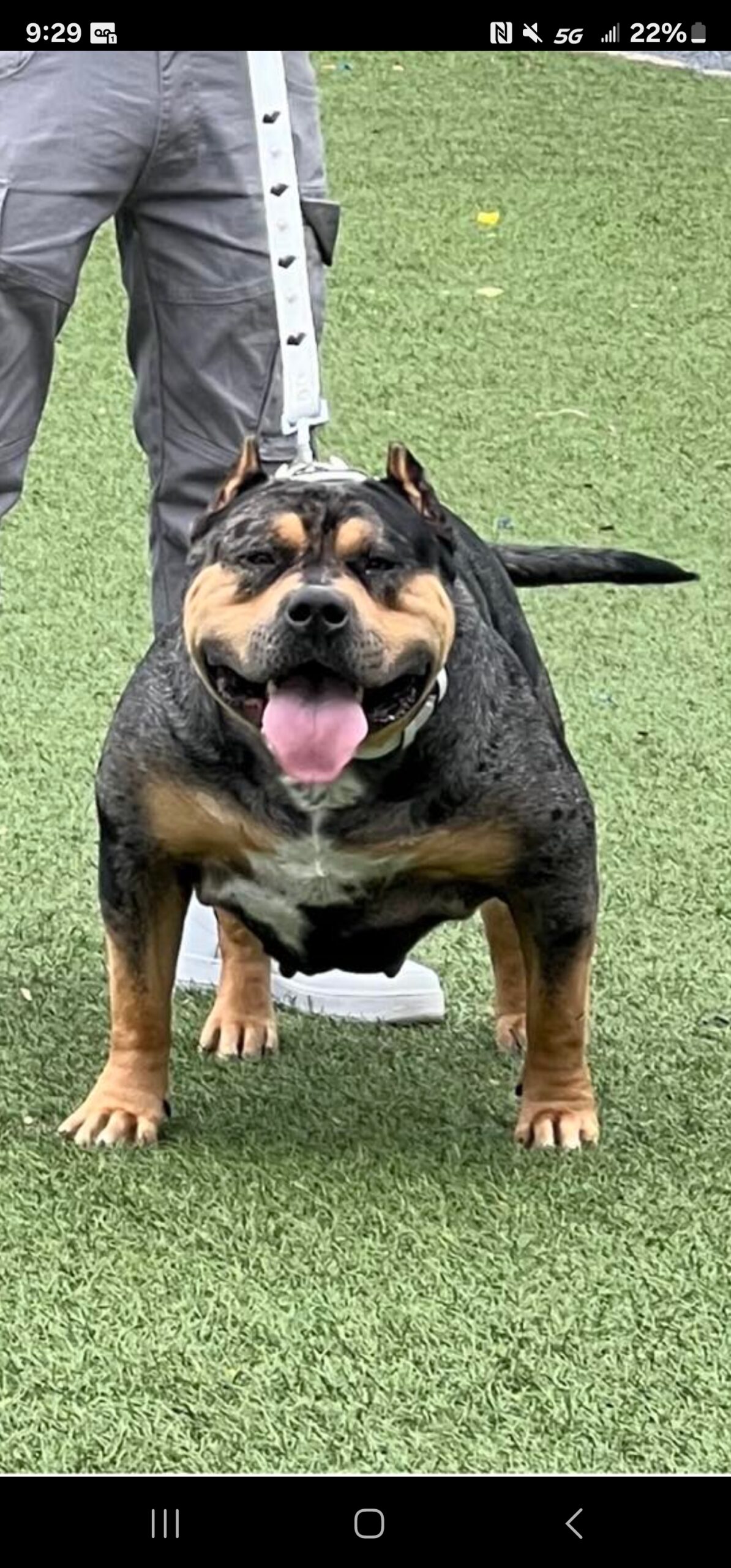 Dog Featured Image