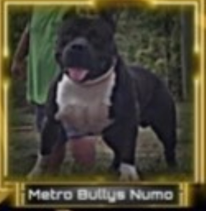 Dog Featured Image