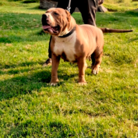 Dog Featured Image