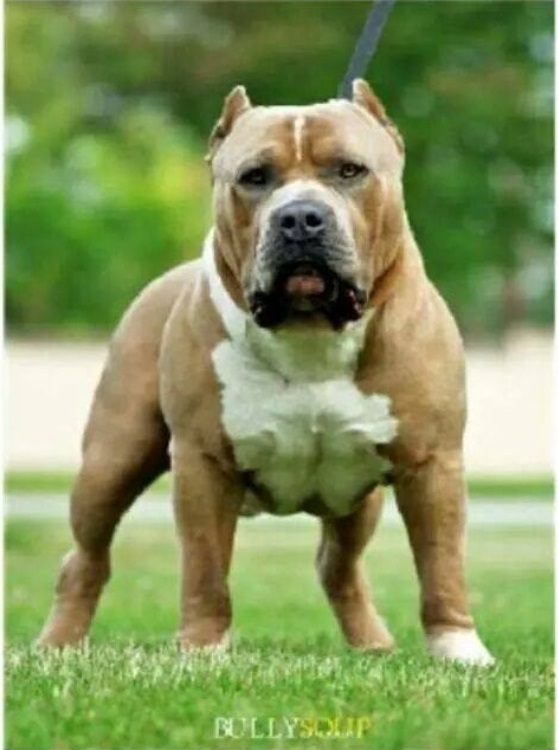 Dog Featured Image