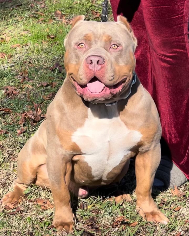 Dog Featured Image