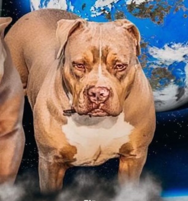 Dog Featured Image