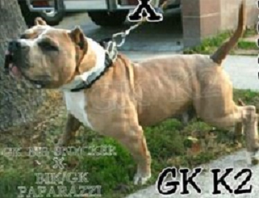Dog Featured Image
