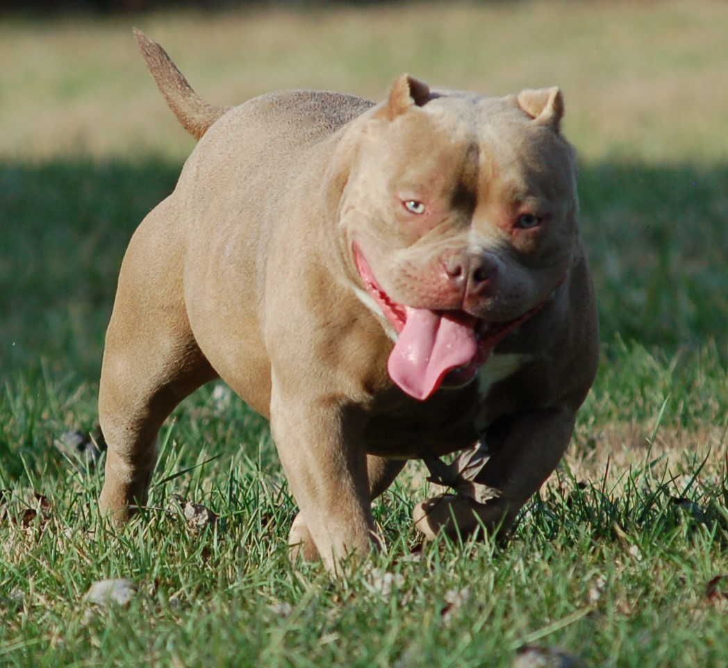 Dog Featured Image