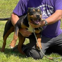 Dog Featured Image