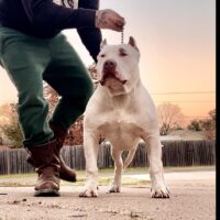 Dog Featured Image