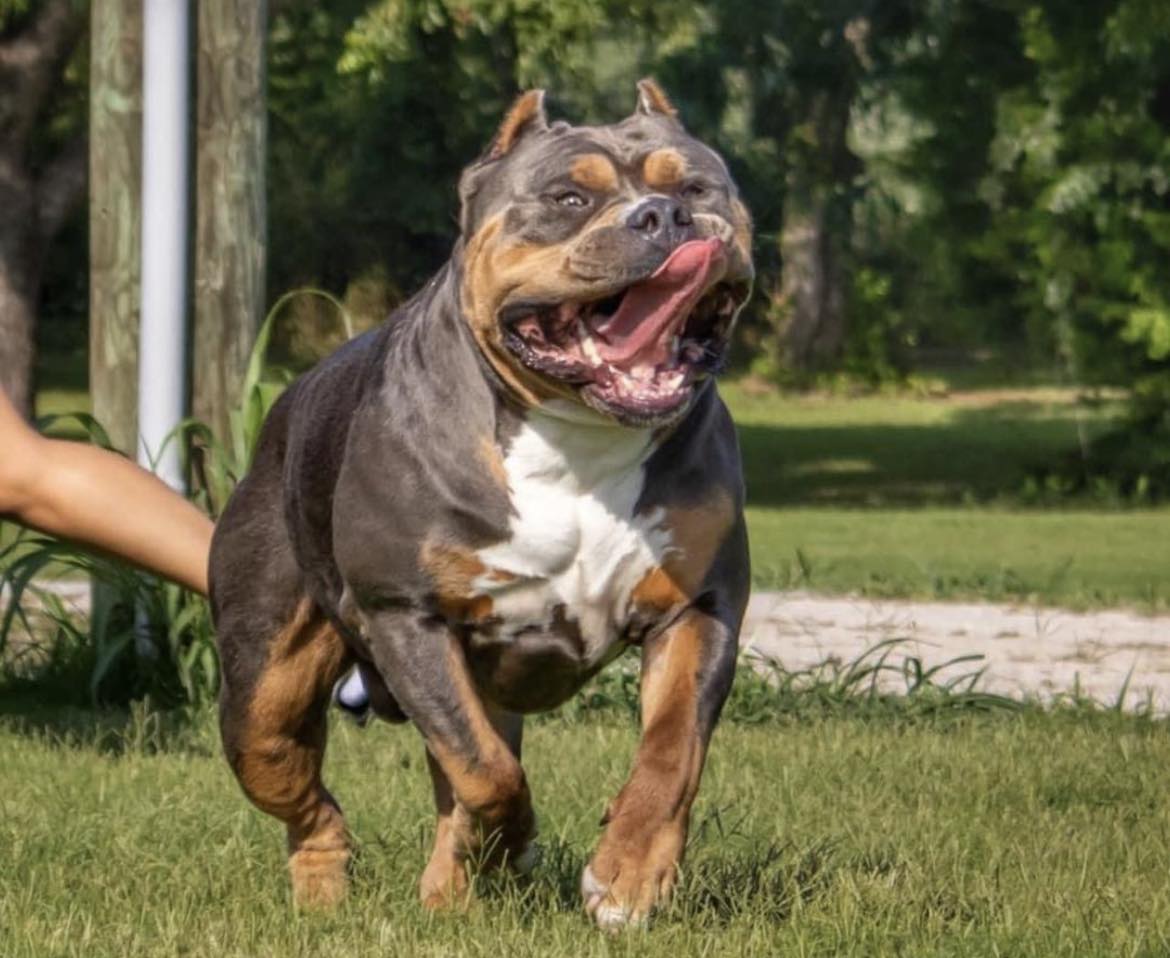 Dog Featured Image