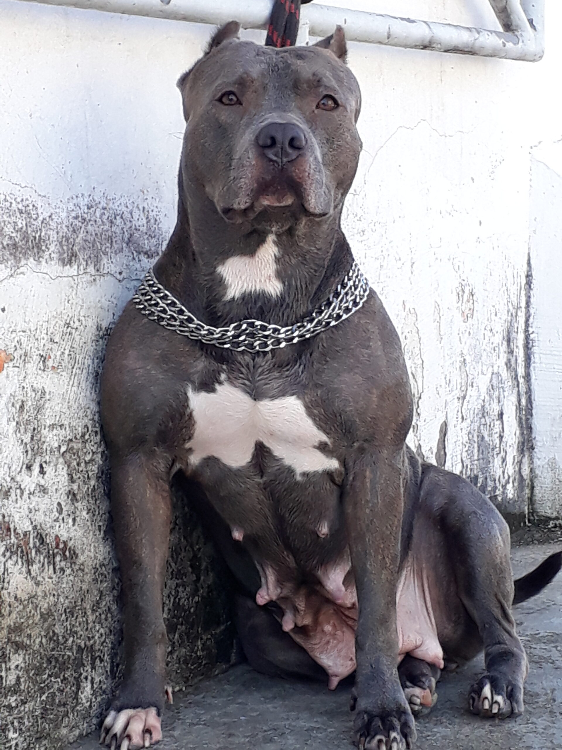 Kathrina Big Foot Bulls Pitpedia