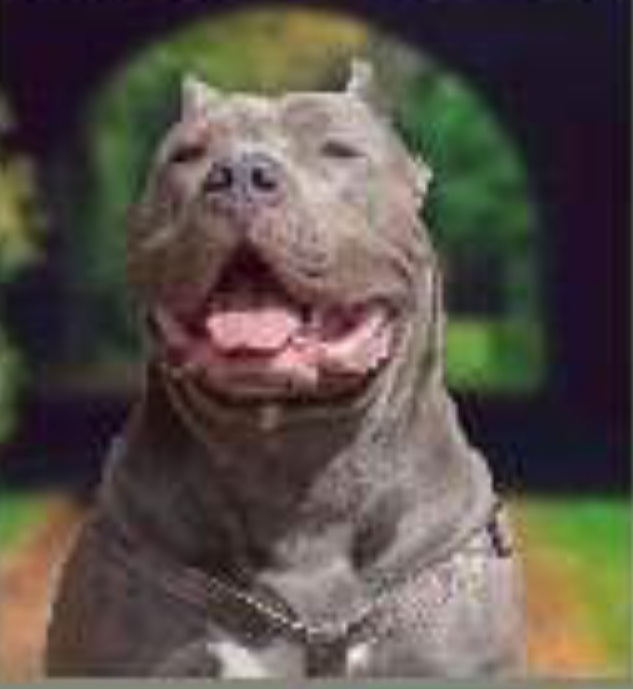 Dog Featured Image