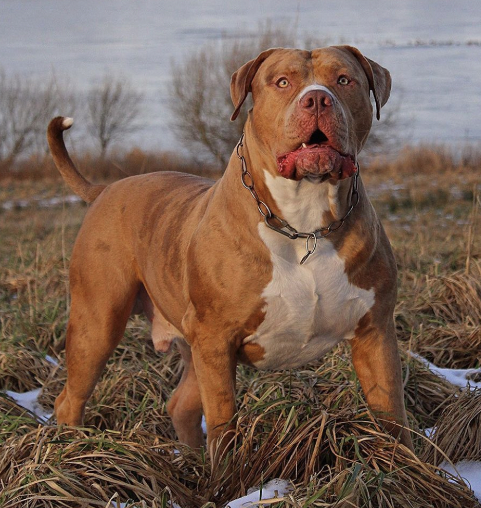 Dog Featured Image