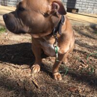 Dog Featured Image