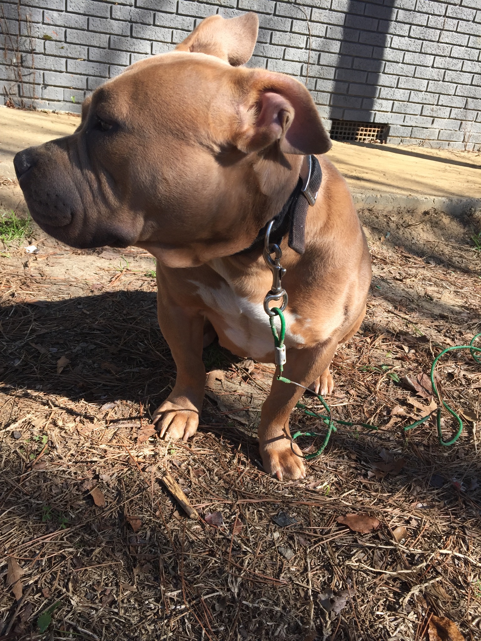 Dog Featured Image