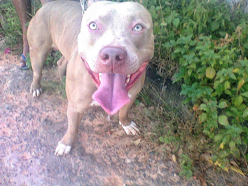 Dog Featured Image