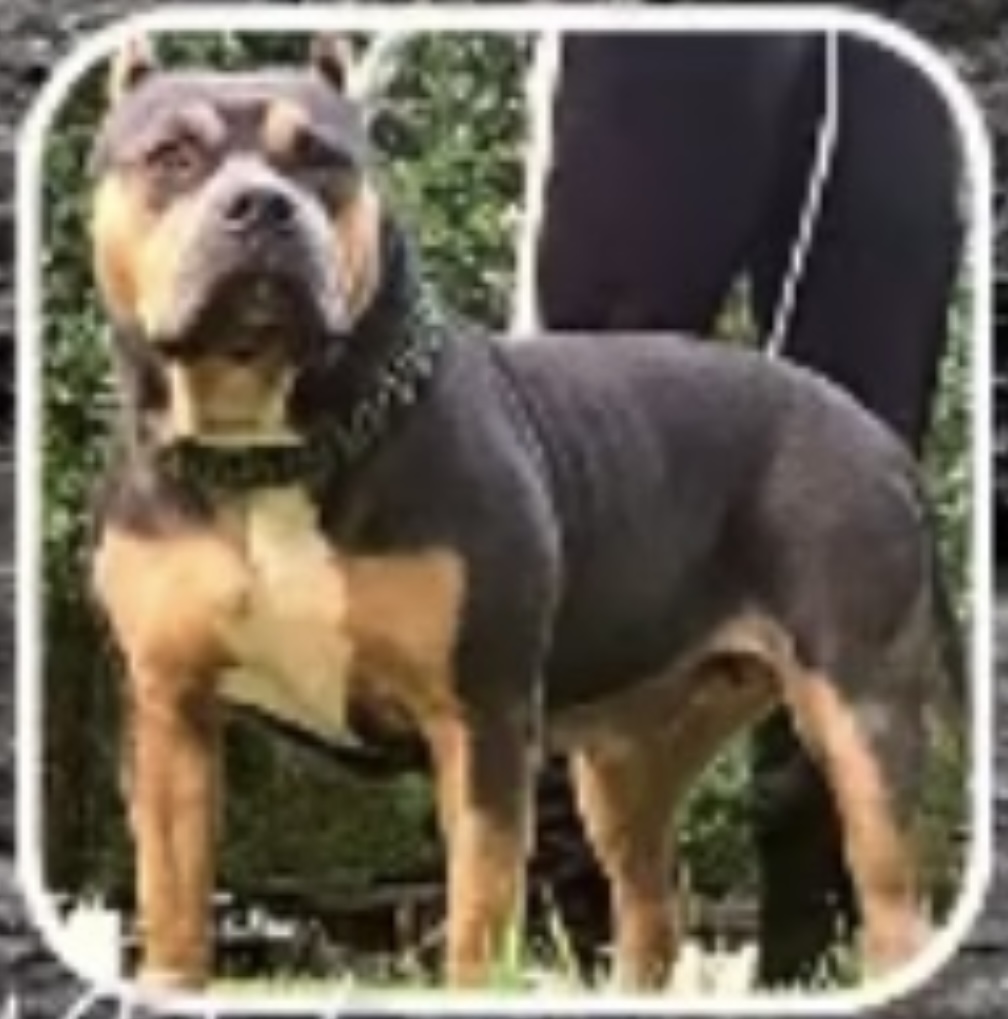 Dog Featured Image