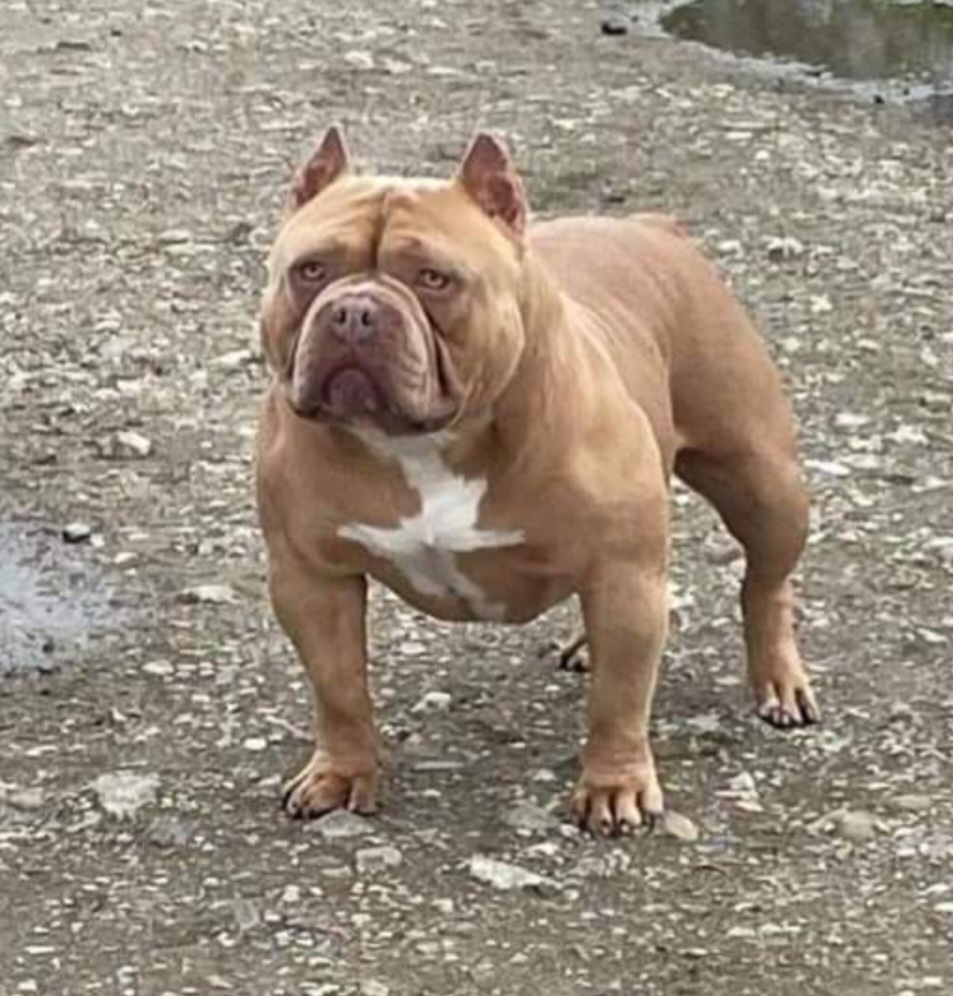 Dog Featured Image