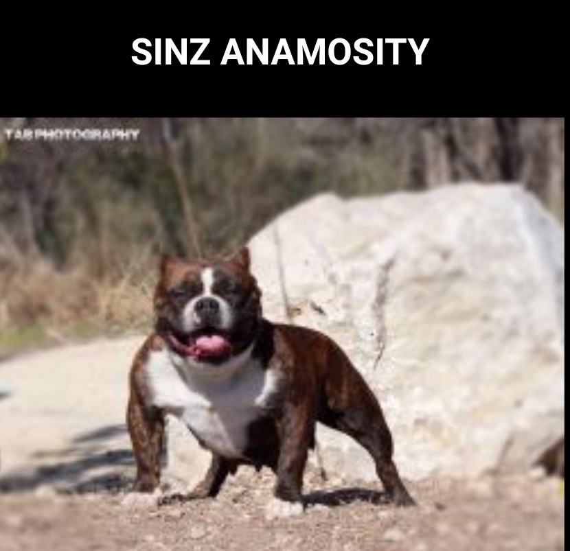Dog Featured Image