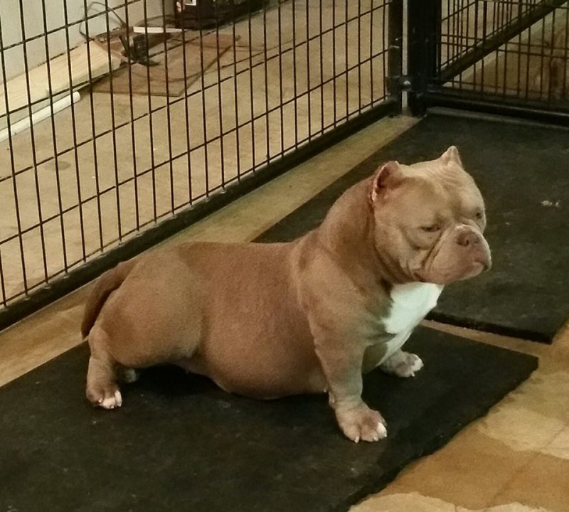 Dog Featured Image