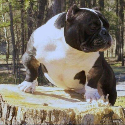 Dog Featured Image